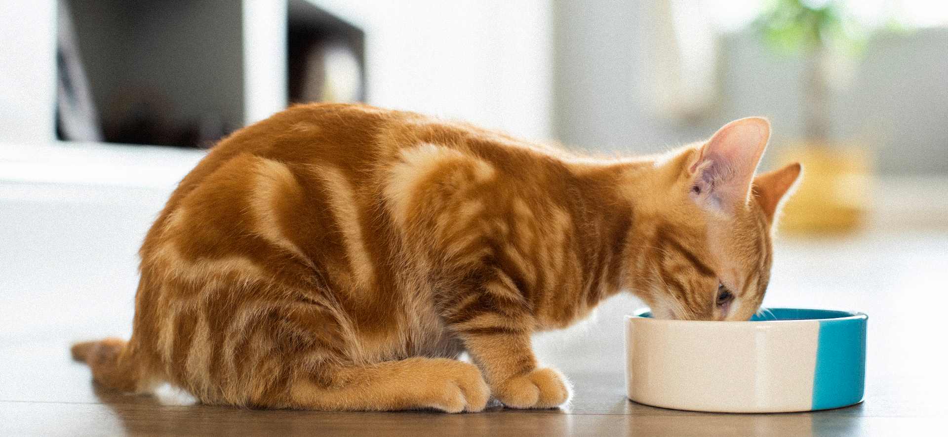 qué tipo de leche le puedo dar a un gatito bebé